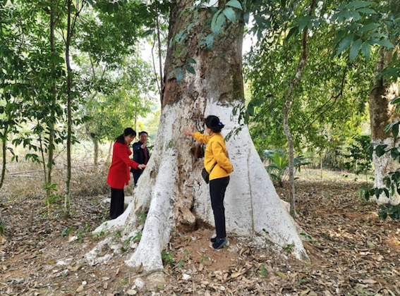 Chặt[-]hạ[-]2[-]Cây[-]Di[-]sản[-]bị[-]mục[-]ruỗng[-]đưa[-]vào[-]bảo[-]tàng[-]tỉnh[-]Lào[-]Cai